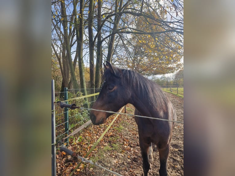 Duitse rijpony Merrie 5 Jaar 146 cm Zwartbruin in Embsen