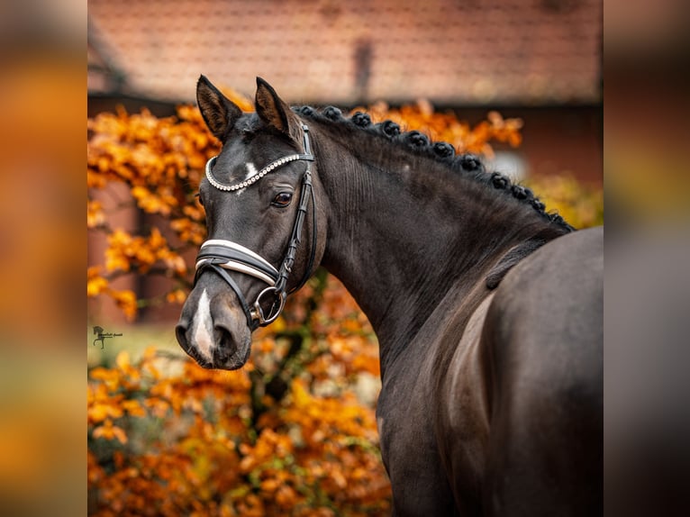 Duitse rijpony Merrie 5 Jaar 146 cm Zwartbruin in Lastrup