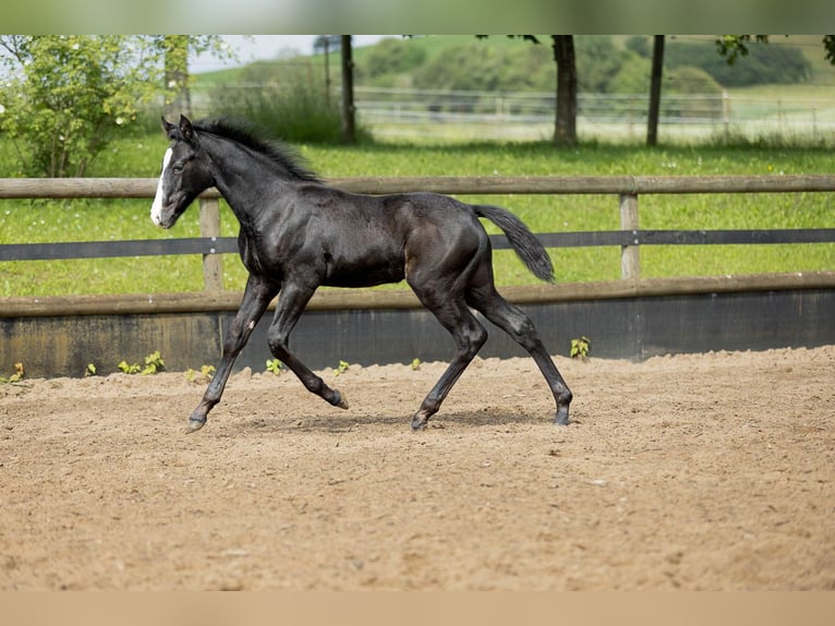 Duitse rijpony Mix Merrie 5 Jaar 147 cm Appelschimmel in Marxheim