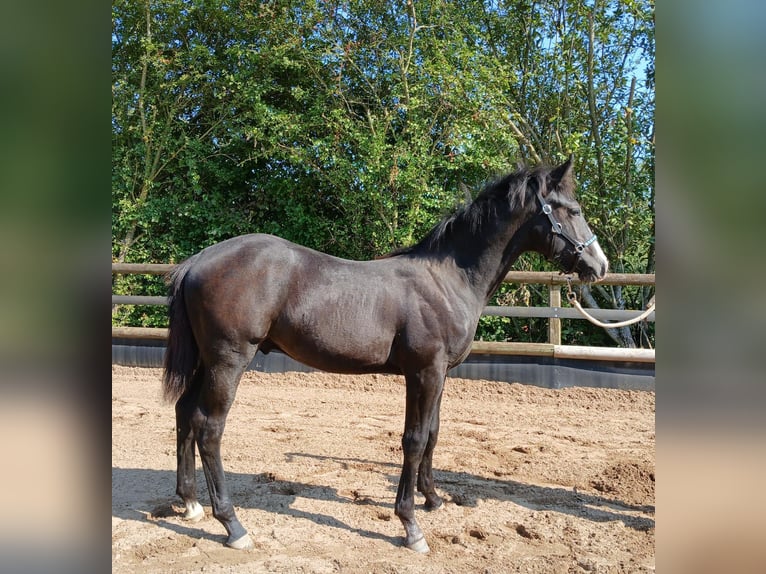 Duitse rijpony Mix Merrie 5 Jaar 147 cm Appelschimmel in Marxheim