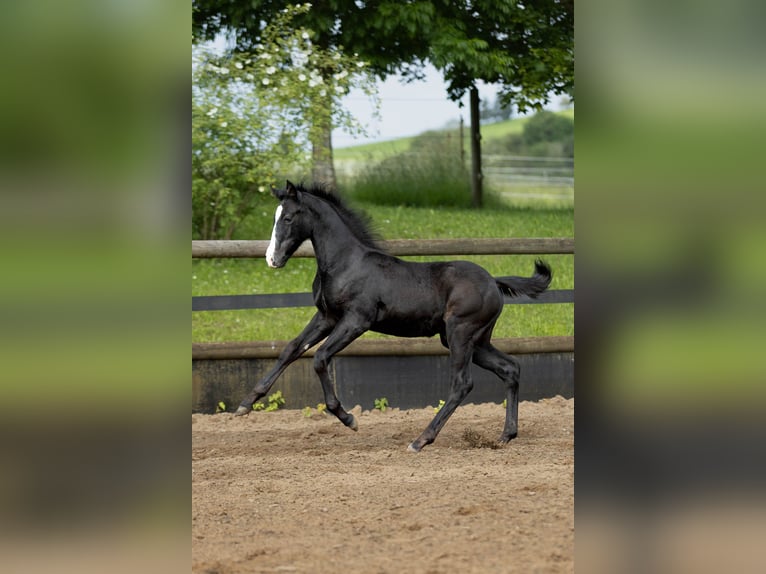 Duitse rijpony Mix Merrie 5 Jaar 147 cm Appelschimmel in Marxheim