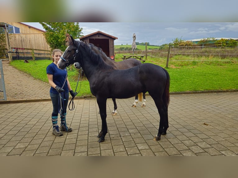 Duitse rijpony Mix Merrie 5 Jaar 147 cm Appelschimmel in Marxheim