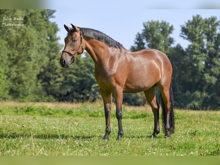 Duitse rijpony Merrie 5 Jaar 147 cm Bruin in Babenhausen