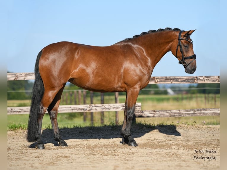 Duitse rijpony Merrie 5 Jaar 147 cm Bruin in Babenhausen