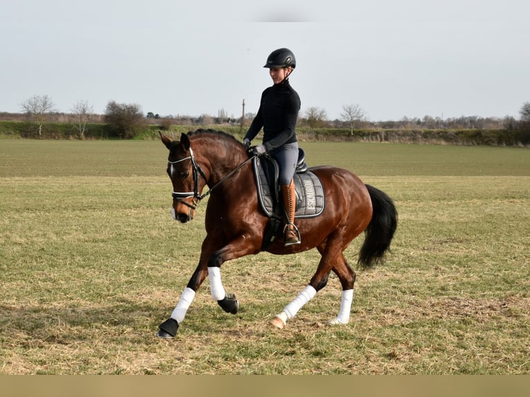 Duitse rijpony Merrie 5 Jaar 147 cm Bruin in Leipzig