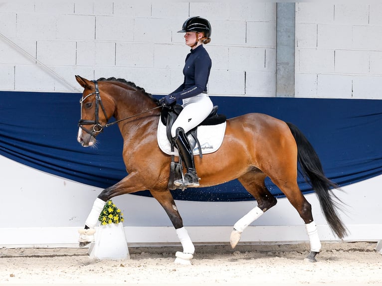 Duitse rijpony Merrie 5 Jaar 147 cm Bruin in Marsberg