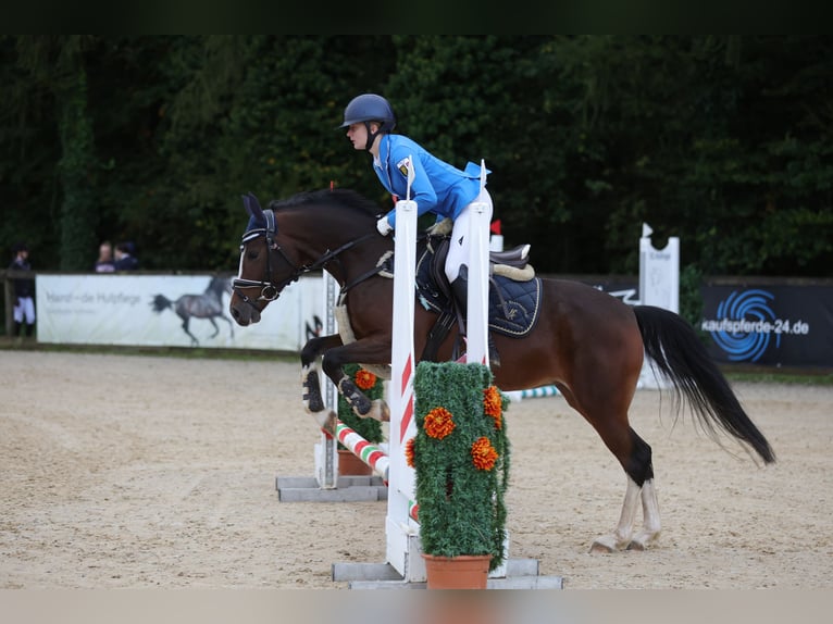 Duitse rijpony Merrie 5 Jaar 147 cm Bruin in Allershausen