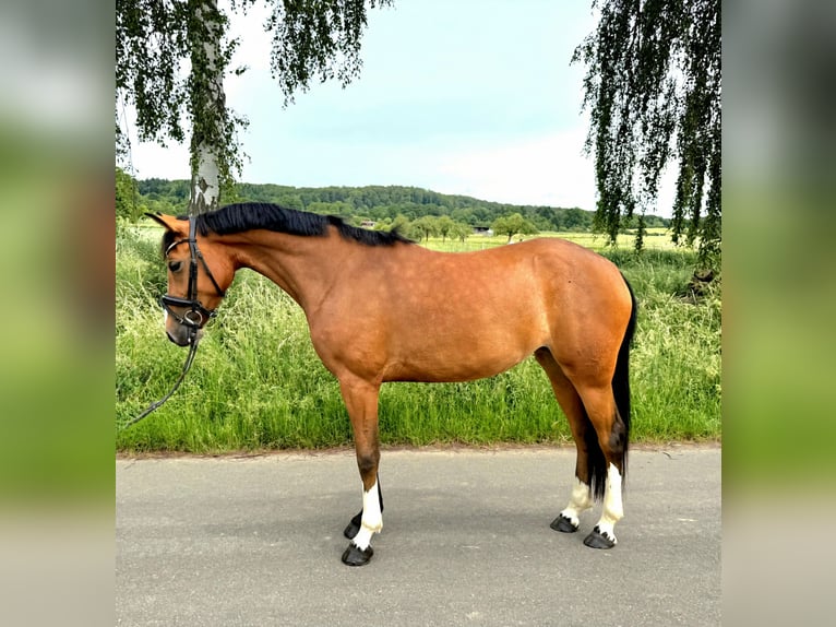 Duitse rijpony Merrie 5 Jaar 147 cm Bruin in Buseck