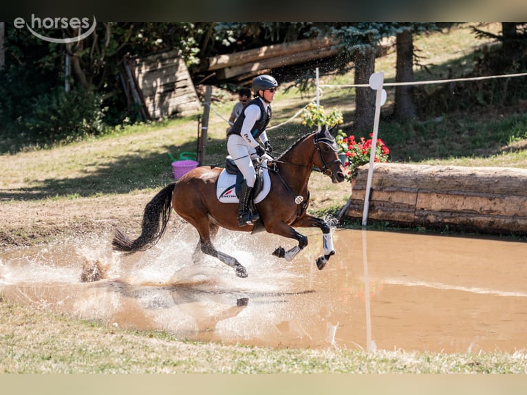 Duitse rijpony Merrie 5 Jaar 147 cm Bruin in Lengenfeld