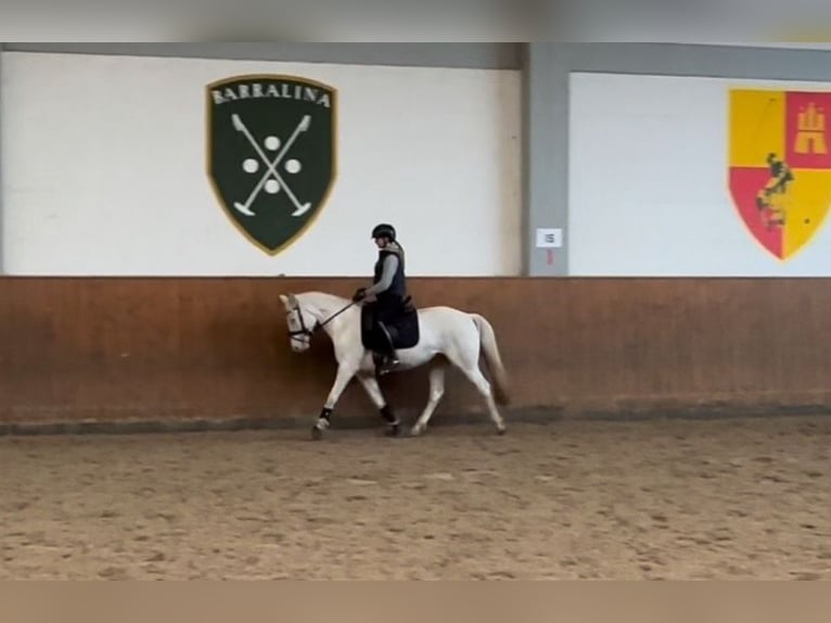 Duitse rijpony Merrie 5 Jaar 147 cm Cremello in Hamburg Duitse rijpony Merrie 5 Jaar 147 cm Cremello in Hamburg
