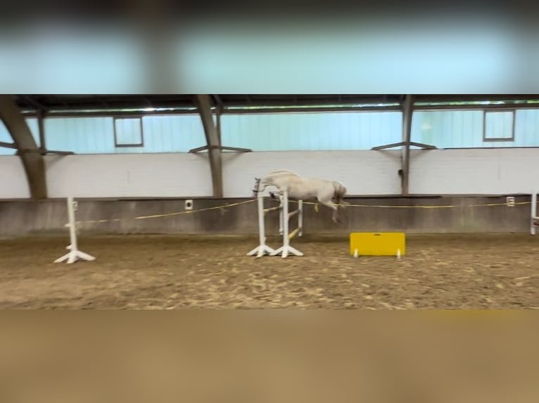 Duitse rijpony Merrie 5 Jaar 147 cm Cremello in Hamburg Duitse rijpony Merrie 5 Jaar 147 cm Cremello in Hamburg