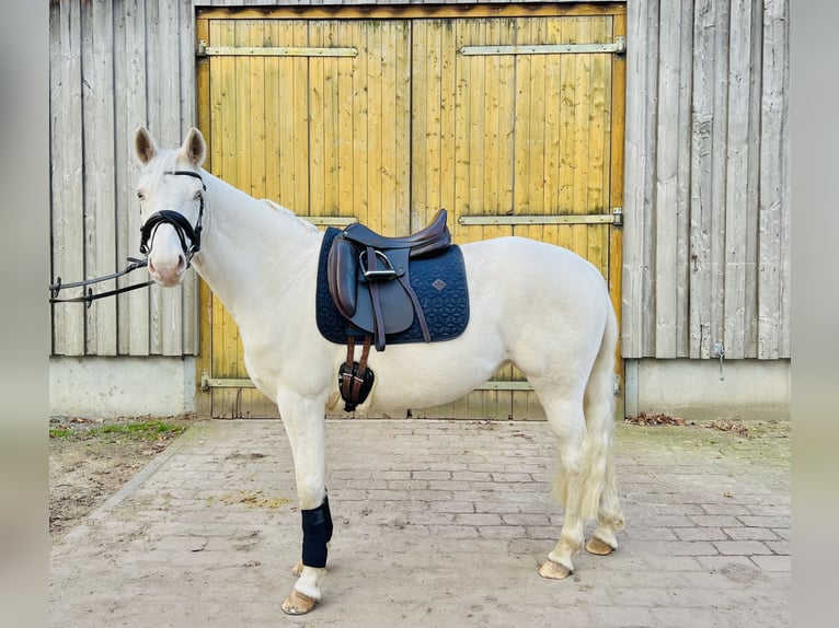 Duitse rijpony Merrie 5 Jaar 147 cm Cremello in Hamburg
