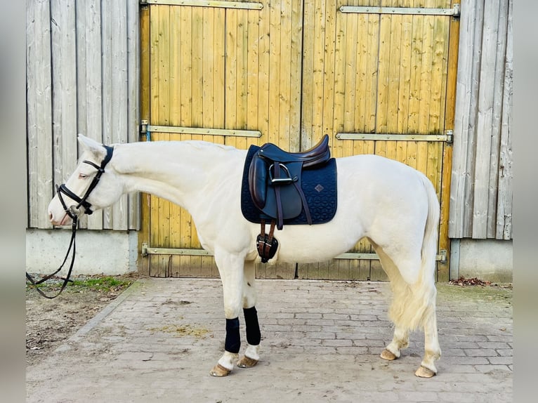 Duitse rijpony Merrie 5 Jaar 147 cm Cremello in Hamburg