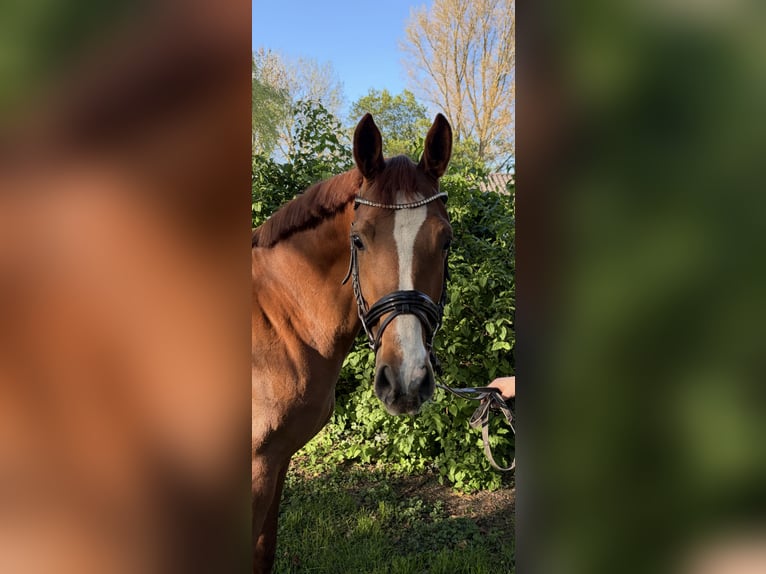 Duitse rijpony Merrie 5 Jaar 147 cm Donkere-vos in Emmerich