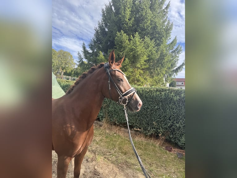 Duitse rijpony Merrie 5 Jaar 147 cm Donkere-vos in Kassel