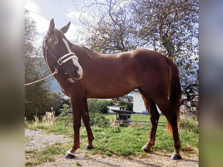 Duitse rijpony Merrie 5 Jaar 147 cm in Maurach a. A.