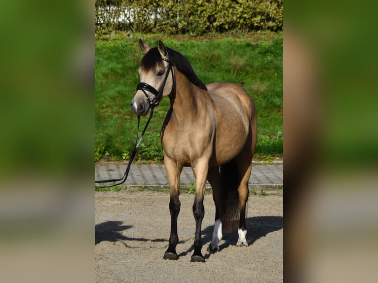 Duitse rijpony Merrie 5 Jaar 147 cm Falbe in Fürstenau