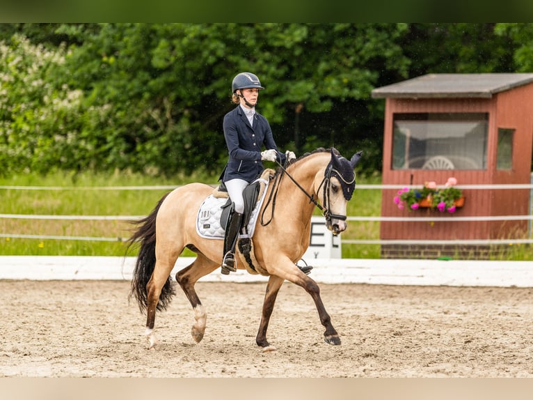 Duitse rijpony Merrie 5 Jaar 147 cm Falbe in Meine