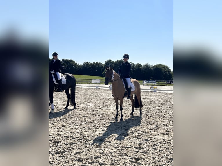 Duitse rijpony Merrie 5 Jaar 147 cm Falbe in Rumohr