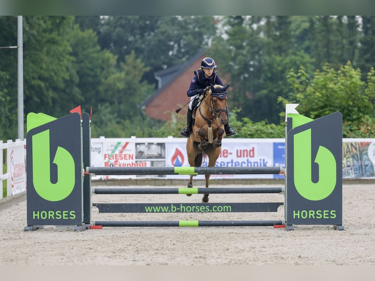 Duitse rijpony Merrie 5 Jaar 147 cm Falbe in Rumohr