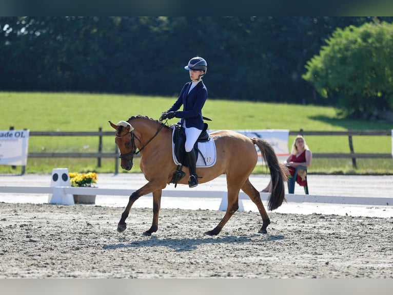 Duitse rijpony Merrie 5 Jaar 147 cm Falbe in Rumohr