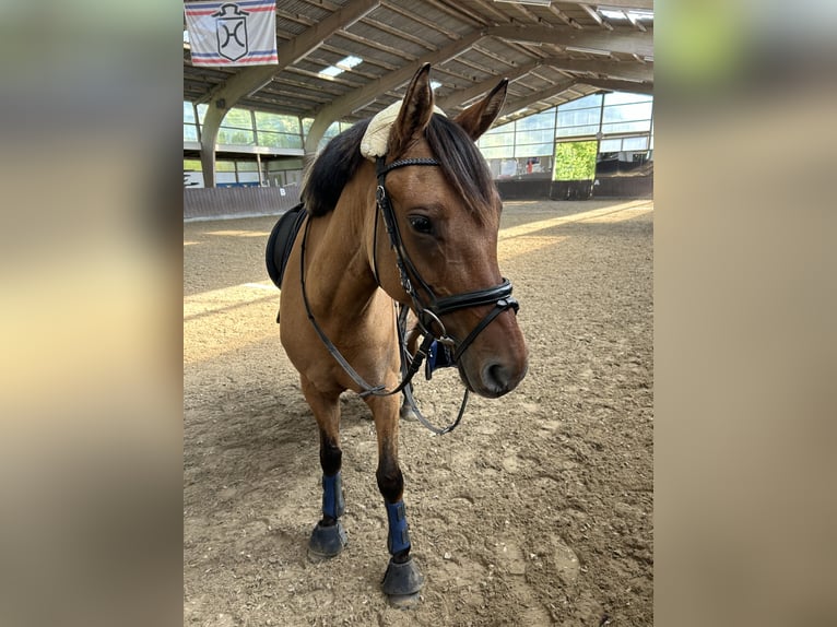 Duitse rijpony Merrie 5 Jaar 147 cm Falbe in Rumohr