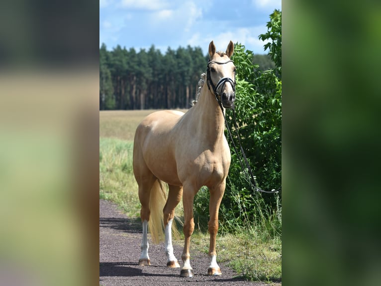 Duitse rijpony Merrie 5 Jaar 147 cm Palomino in Kamern