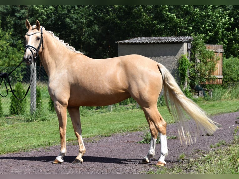 Duitse rijpony Merrie 5 Jaar 147 cm Palomino in Kamern
