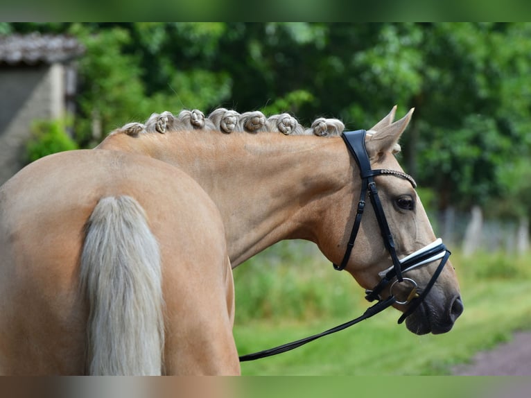 Duitse rijpony Merrie 5 Jaar 147 cm Palomino in Kamern