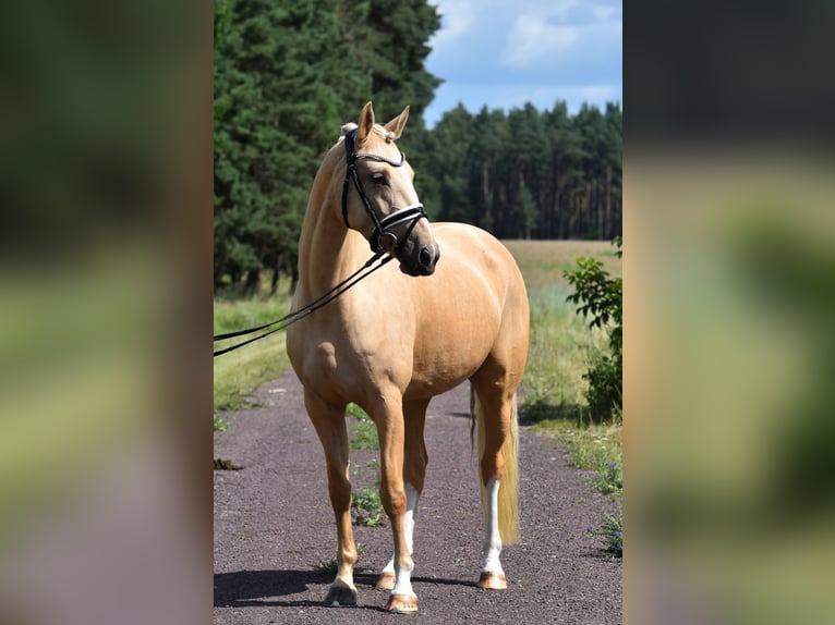 Duitse rijpony Merrie 5 Jaar 147 cm Palomino in Kamern