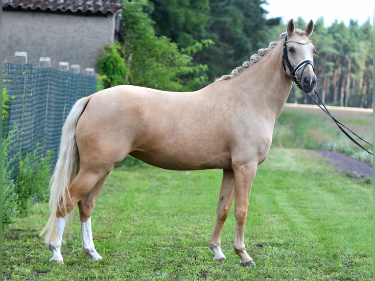 Duitse rijpony Merrie 5 Jaar 147 cm Palomino in Kamern