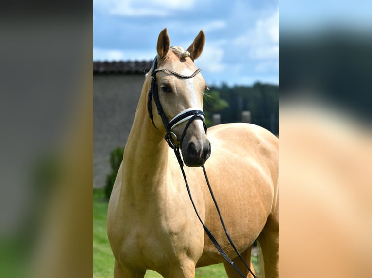 Duitse rijpony Merrie 5 Jaar 147 cm Palomino in Kamern
