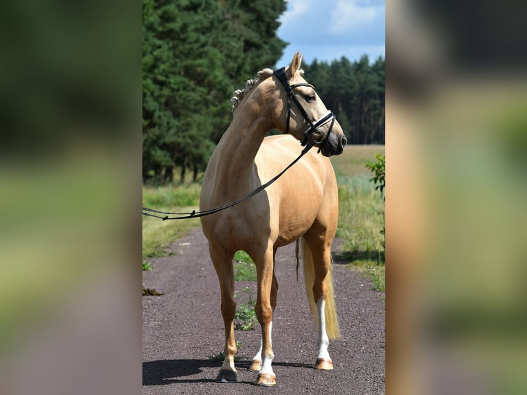 Duitse rijpony Merrie 5 Jaar 147 cm Palomino in Kamern