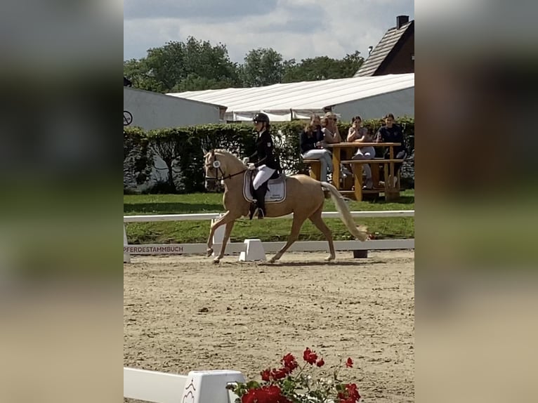 Duitse rijpony Merrie 5 Jaar 147 cm Palomino in Achim