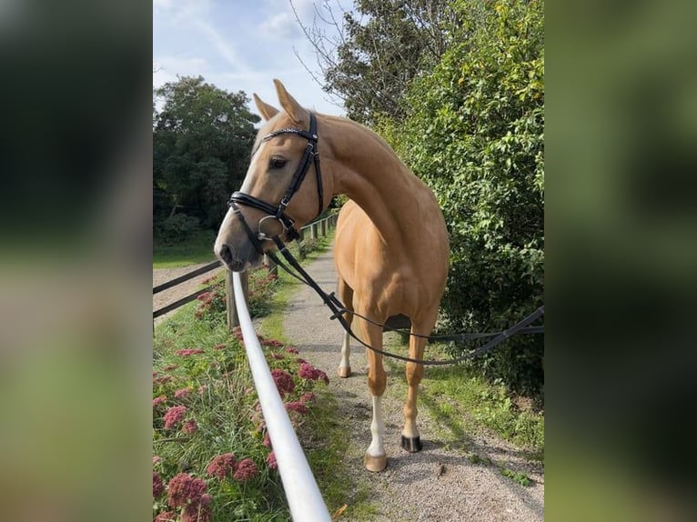 Duitse rijpony Merrie 5 Jaar 147 cm Palomino in Viersen