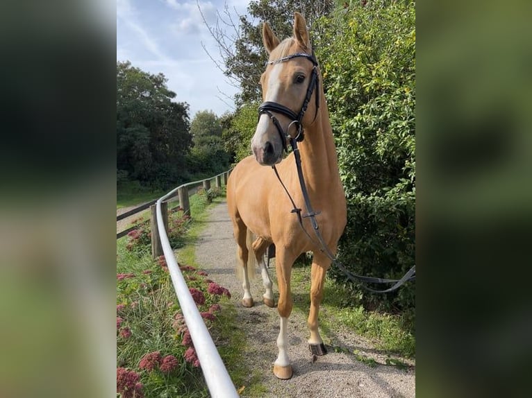 Duitse rijpony Merrie 5 Jaar 147 cm Palomino in Viersen