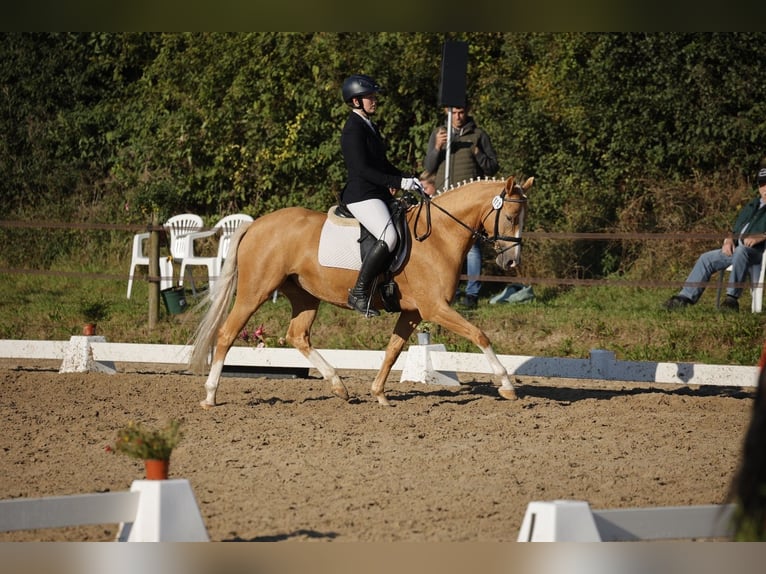 Duitse rijpony Merrie 5 Jaar 147 cm Palomino in Viersen