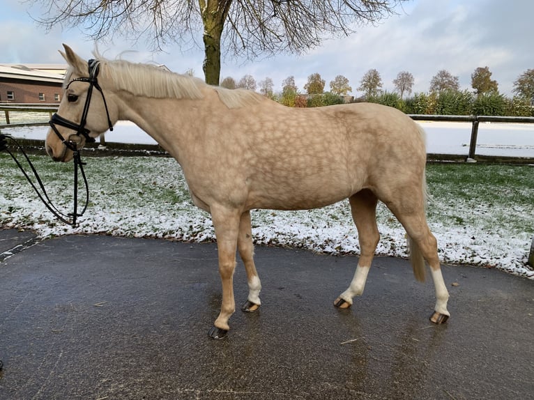 Duitse rijpony Merrie 5 Jaar 147 cm Palomino in Rosendahl