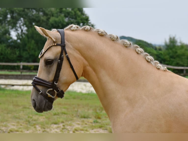 Duitse rijpony Merrie 5 Jaar 147 cm Palomino in Fürstenau