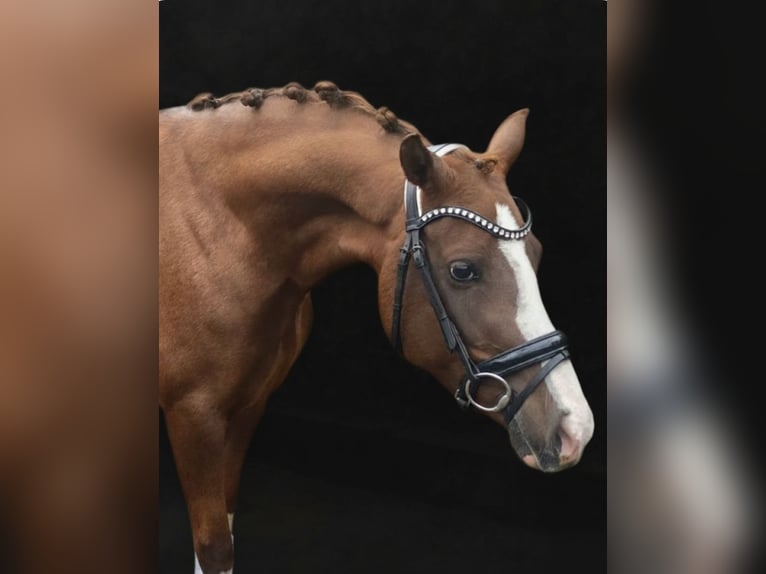 Duitse rijpony Merrie 5 Jaar 147 cm Vos in Lommel