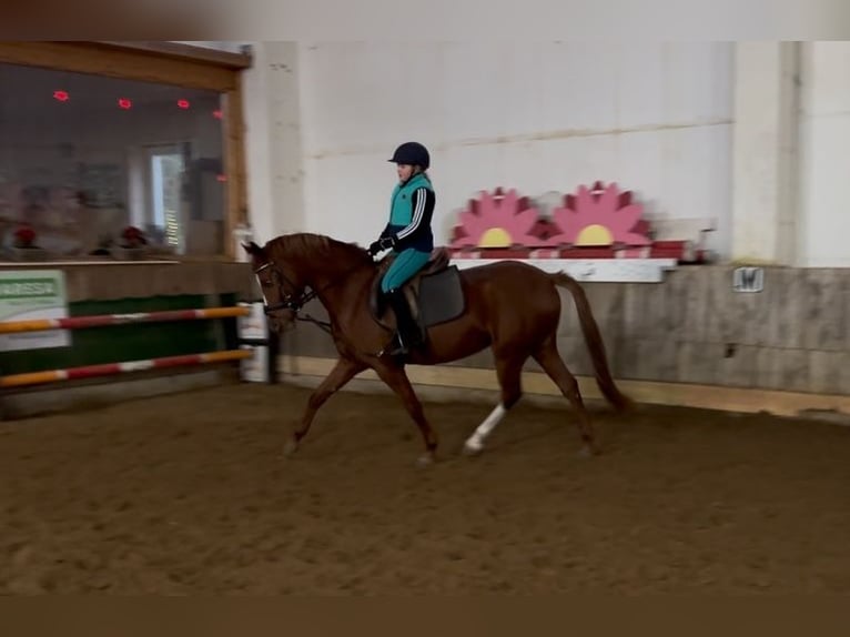 Duitse rijpony Merrie 5 Jaar 147 cm Vos in Nordhausen