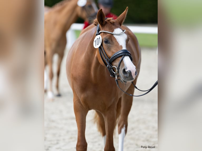 Duitse rijpony Merrie 5 Jaar 147 cm Vos in Spelle
