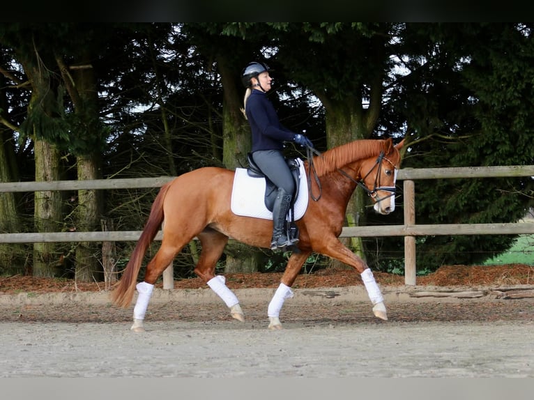 Duitse rijpony Merrie 5 Jaar 147 cm Vos in Spelle