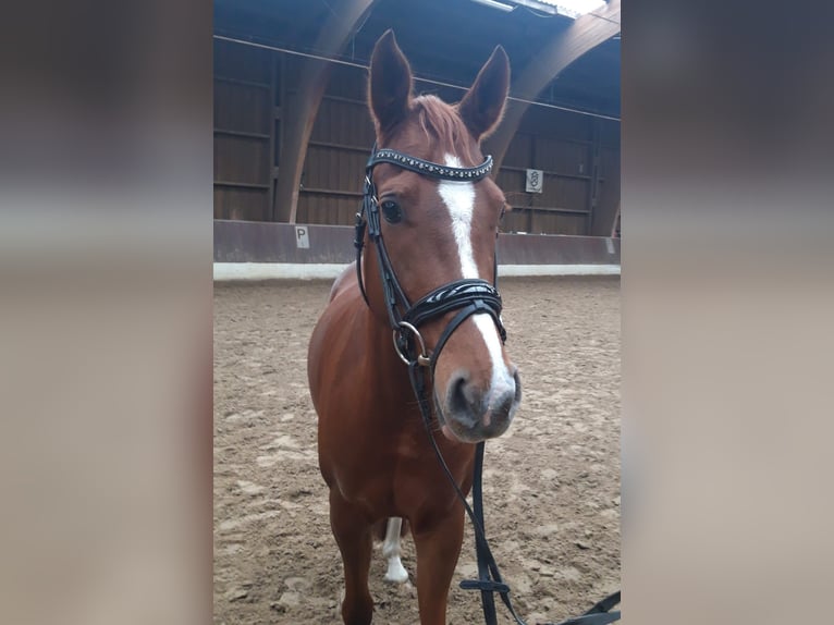 Duitse rijpony Merrie 5 Jaar 147 cm Vos in Krefeld