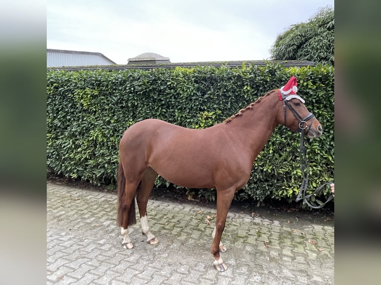 Duitse rijpony Merrie 5 Jaar 147 cm Vos in Krefeld