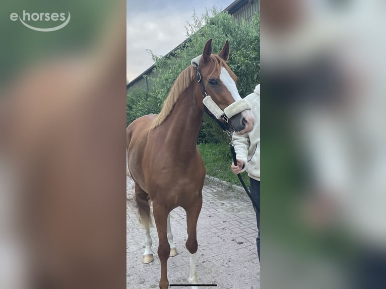Duitse rijpony Merrie 5 Jaar 147 cm Vos in Petershagen