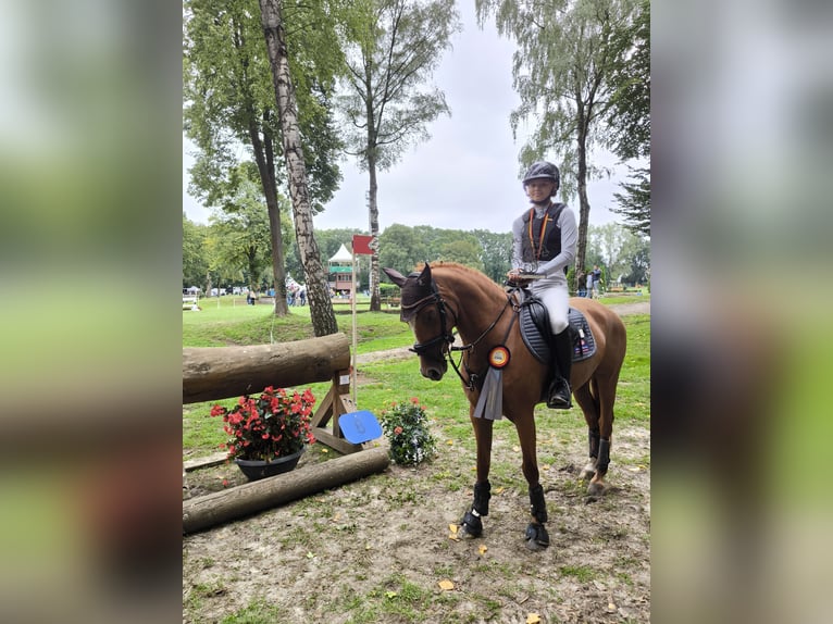 Duitse rijpony Merrie 5 Jaar 147 cm Vos in Wüllersleben
