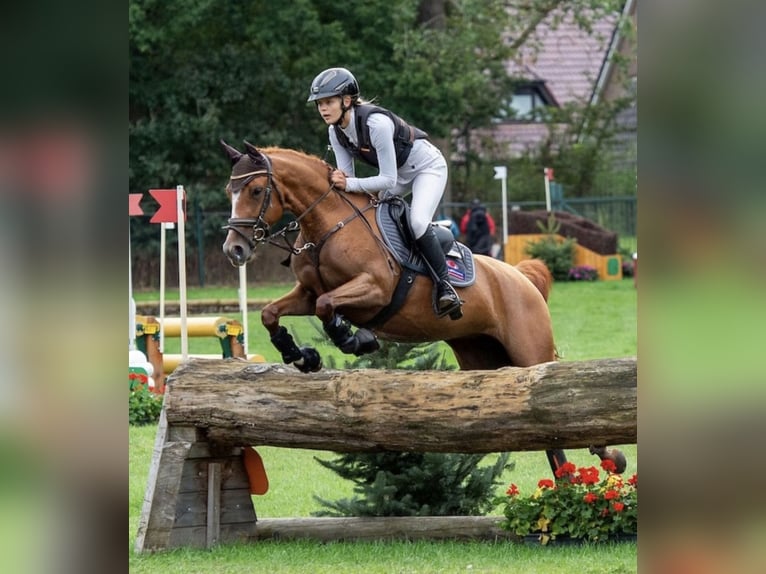 Duitse rijpony Merrie 5 Jaar 147 cm Vos in Wüllersleben