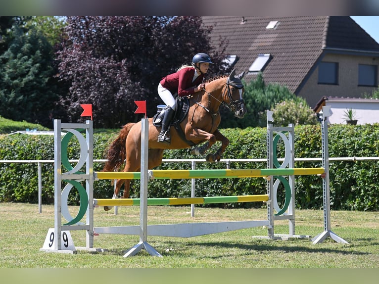 Duitse rijpony Merrie 5 Jaar 147 cm Vos in Wüllersleben