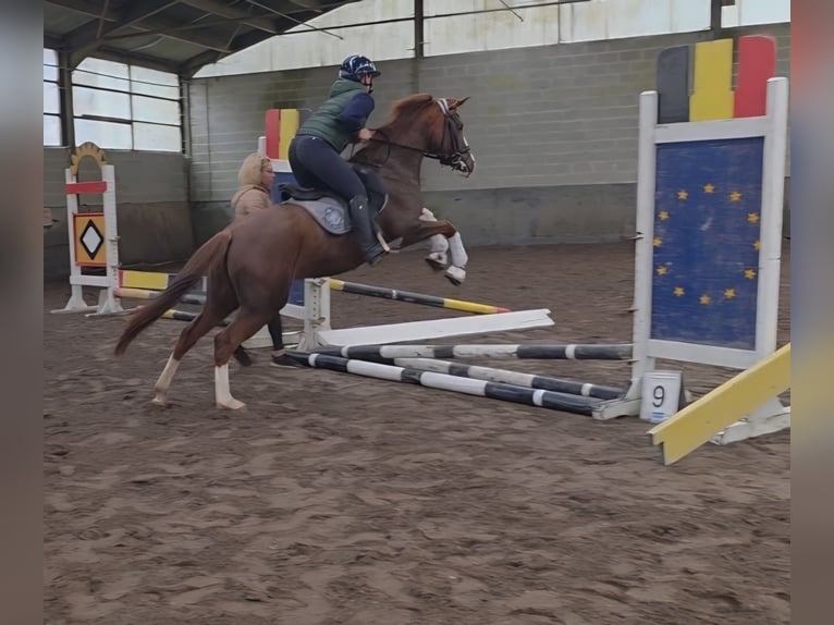 Duitse rijpony Merrie 5 Jaar 147 cm Vos in Lommel